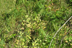 Spiraea hypericifolia