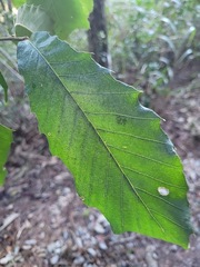 Fagaceae