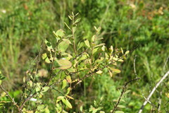 Spiraea hypericifolia