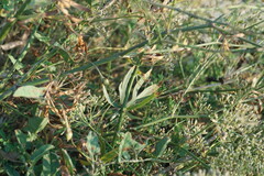 Falcaria vulgaris