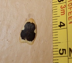 Pseudoblabes oophora