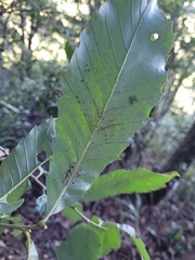 Fagaceae