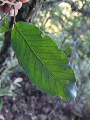 Fagaceae