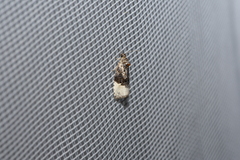 Apotomis betuletana