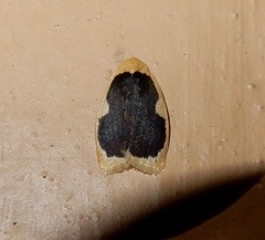 Pseudoblabes oophora