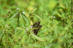 Graphium agamemnon