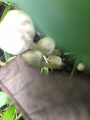 Panaeolus cyanescens