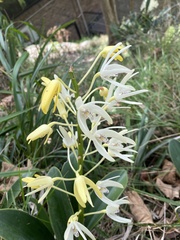 Dendrobium speciosum