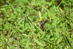 Graphium agamemnon