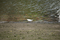 Chroicocephalus ridibundus