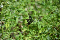 Graphium agamemnon