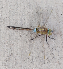 Anax parthenope