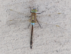 Anax parthenope