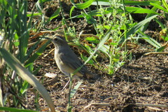 Luscinia svecica