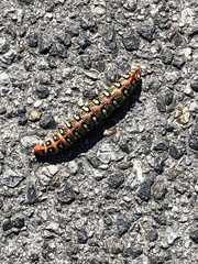 Hyles euphorbiae