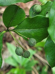 Pittosporum illicioides