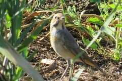 Luscinia svecica