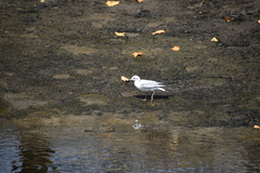 Chroicocephalus ridibundus