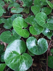 Asarum europaeum