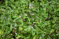 Graphium agamemnon