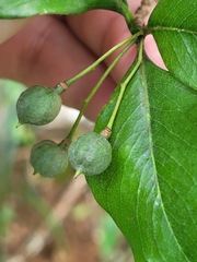 Pittosporum illicioides