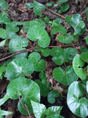 Asarum europaeum