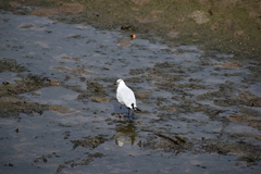 Chroicocephalus ridibundus