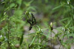 Graphium agamemnon