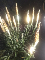 Digitalis parviflora