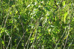 Luscinia svecica