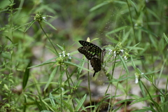 Graphium agamemnon