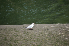 Chroicocephalus ridibundus