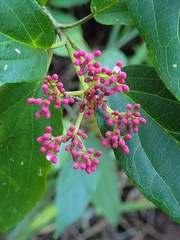 Viburnum urceolatum