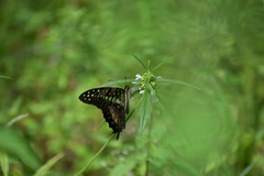 Graphium agamemnon