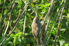 Luscinia svecica