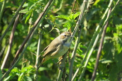 Luscinia svecica
