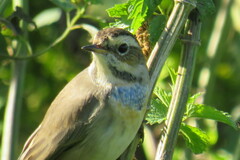 Luscinia svecica
