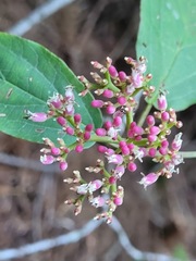 Viburnum urceolatum