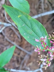 Viburnum urceolatum