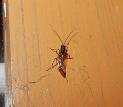Campopleginae