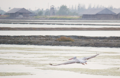 Pelecanus philippensis