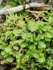 Pellia neesiana