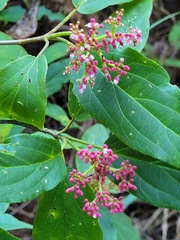 Viburnum urceolatum
