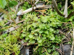 Pellia neesiana