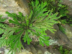 Selaginella tamariscina