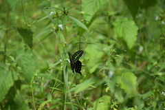 Graphium agamemnon