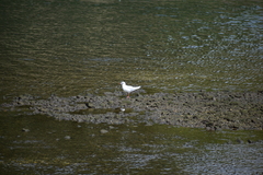 Chroicocephalus ridibundus