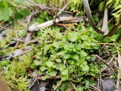 Pellia neesiana