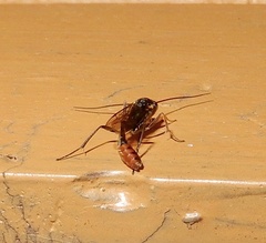 Campopleginae
