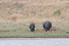 Hippopotamus amphibius